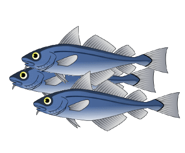 cod fish